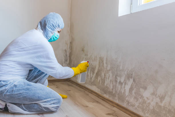 Licensed Mold Testing service in Bridgeport, NY - WQB Mold Removal
